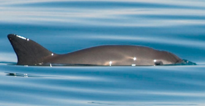 NGOs File Suit To Ban Mexican Seafood Imports That Endanger the Vaquita
